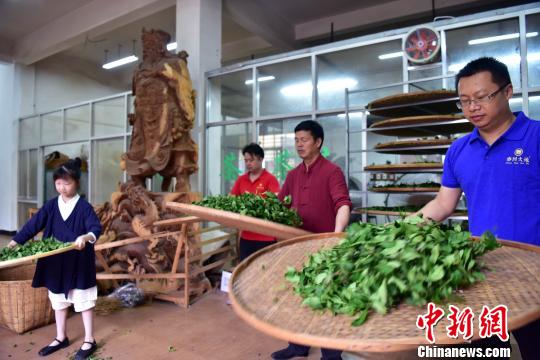 5月1日，张回春(右2)与儿子张锐(右1)、孙女(左1)一起摇青。　张丽君 摄