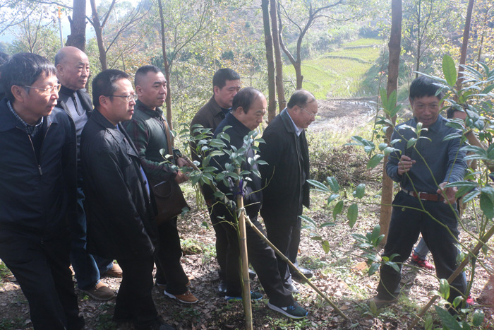 2.领导一行在松罗乡林下经济基地参观.JPG