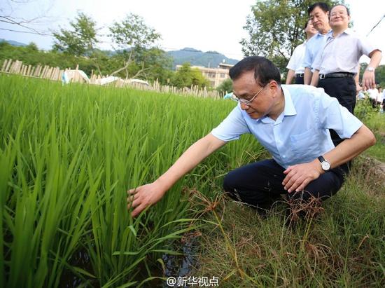 总理考察途中临时停车，随机了解稻谷收购价格