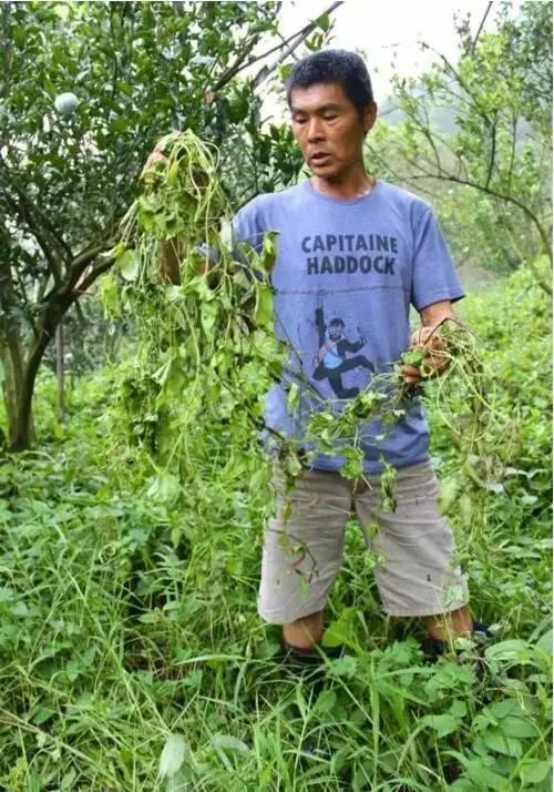 坚持12年不施肥、不除草！果园欣欣向荣，原因何在