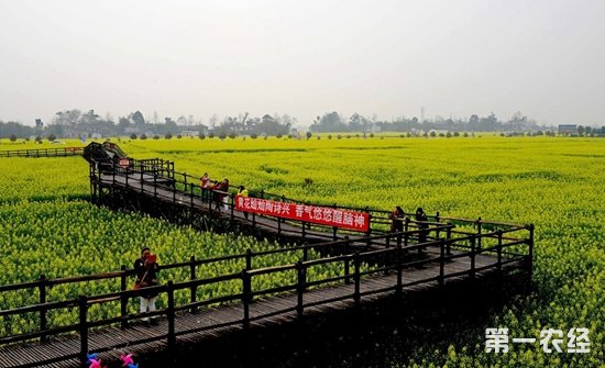 四川广汉：油菜花点燃休闲农业新爆点