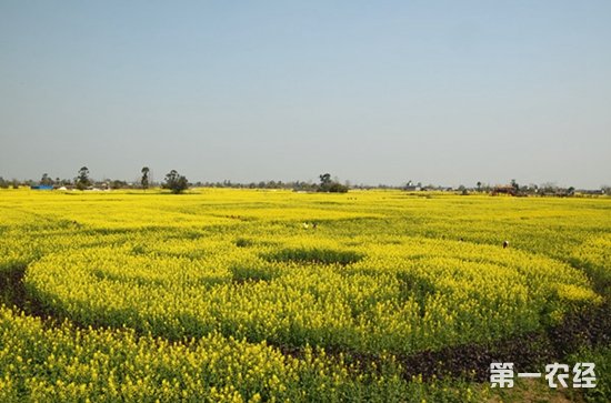 四川广汉：油菜花点燃休闲农业新爆点