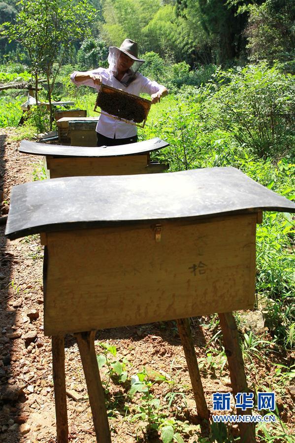 福建顺昌：高山生态养蜂助农增收