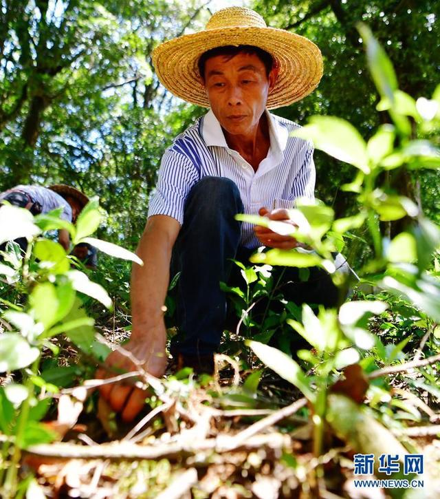 福建：发展林下经济 助推精准扶贫