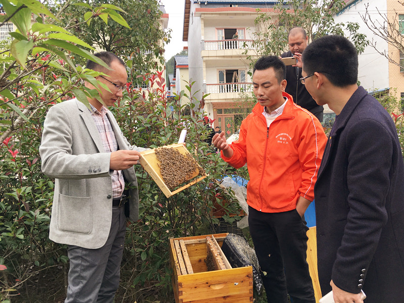 向蜜蜂养殖人士学习养殖知识，发展村集体经济.jpg