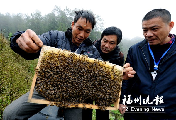 永泰贫困户养蜂甩掉贫困帽　蜜蜂酿就甜蜜生活