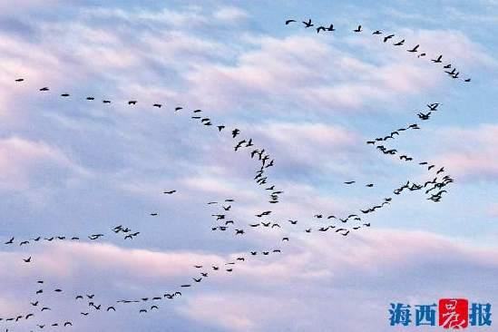 厦门上空热闹十足 冬候鸟们千里迢迢来厦“赴约”