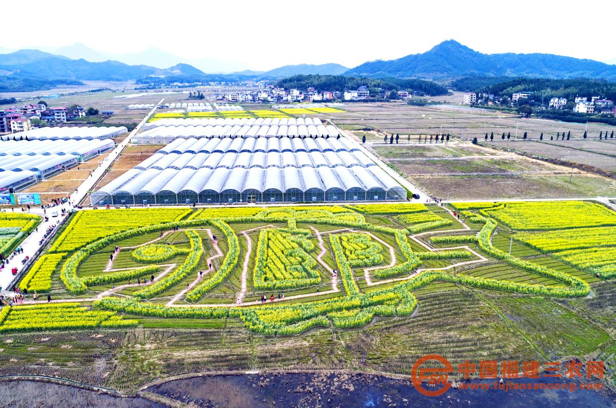 4、3月16日，游客在彩绘油菜观光园观赏拍摄（叶蕻 摄）.jpg