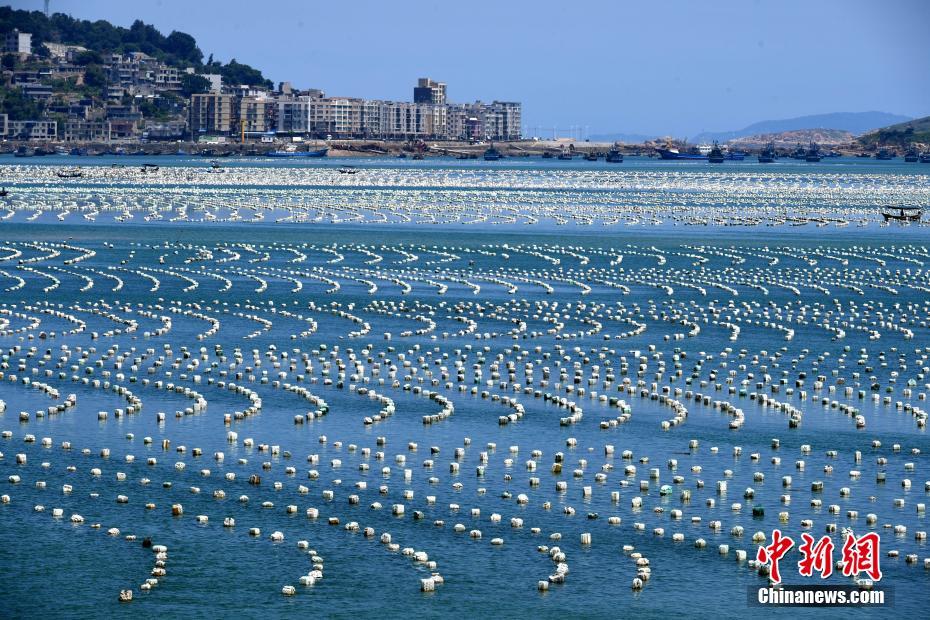 探访福建连江壮观的“海上牧场”