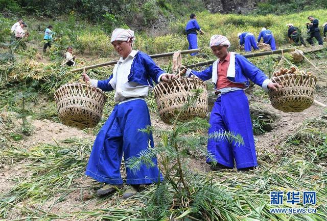 广西贺州：平桂土瑶“姜”脱贫