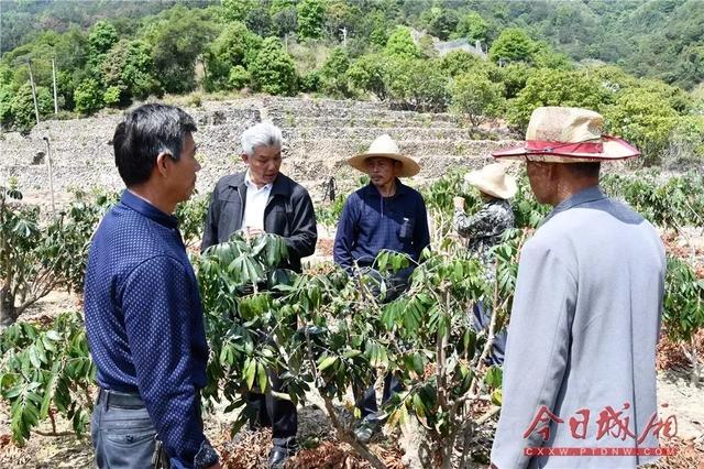 「乡村振兴」“四季蜜”龙眼走俏市场