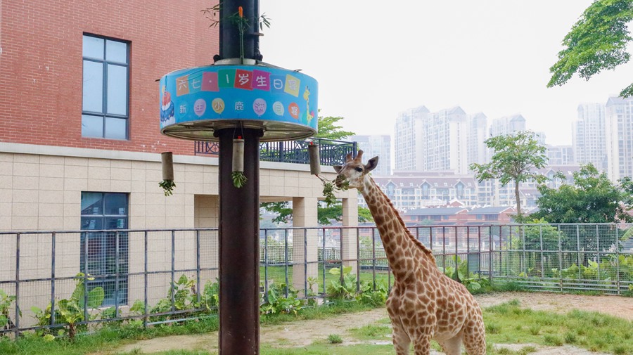 长颈鹿4.jpg