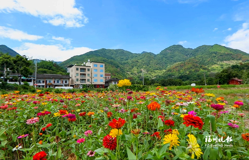 福建晚报4.jpg
