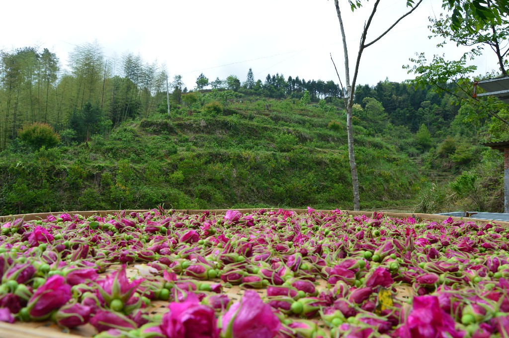 4、泰宁：玫瑰花（花产业）.jpg