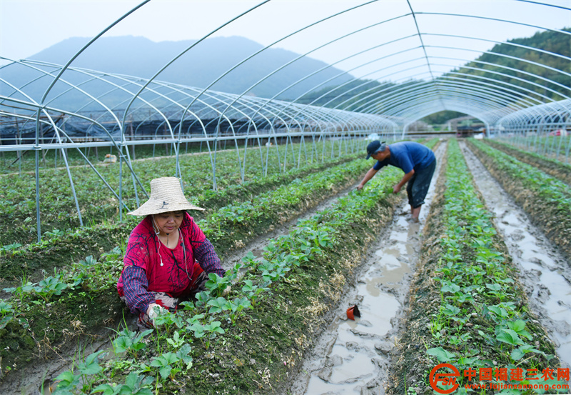 10月14日，在顺昌县元坑镇草莓种植大棚，种植大户李丽玉正忙着除草。 (1).jpg