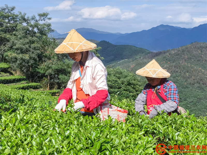 霜降节气过后，闽南水仙冬茶迎来了采摘时节，趁着天气晴好，在永春县东关镇北硿社区虎巷，采茶工人们三五成群，手持剪刀，快速熟练进行茶叶采收。（ 许建生 摄） (3).jpg