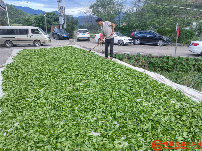 在下午三点前，人工采收上来的茶叶被分批运回茶厂在阳光下晾晒，为晚上做青做准备。（ 许建生 摄） (5).jpg