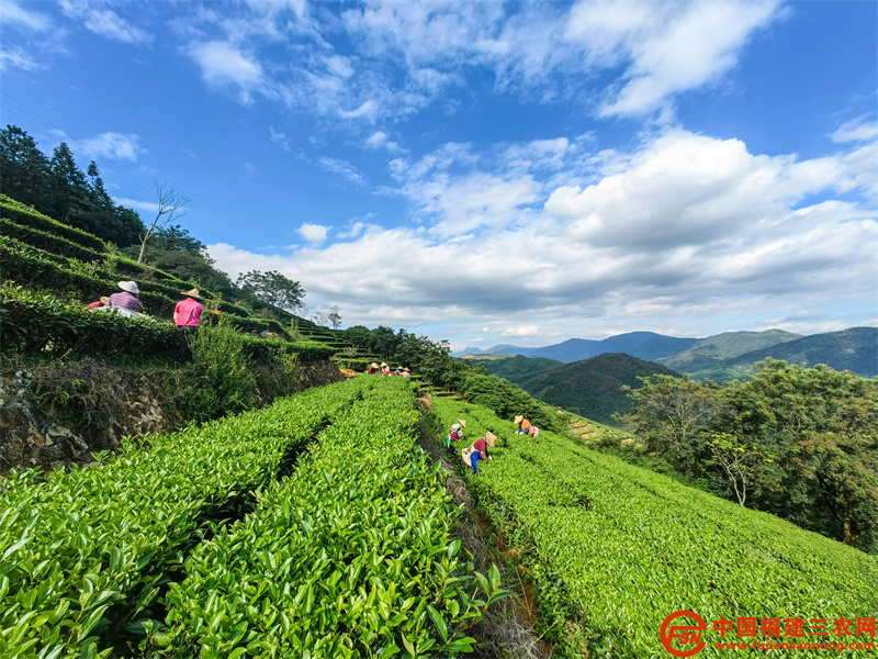 霜降节气过后，闽南水仙冬茶迎来了采摘时节，趁着天气晴好，在永春县东关镇北硿社区虎巷，采茶工人们三五成群，手持剪刀，快速熟练进行茶叶采收。（ 许建生 摄） (2).jpg