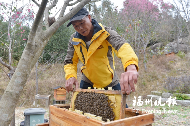 陈在忠：甜蜜蜜的“蜂大王”