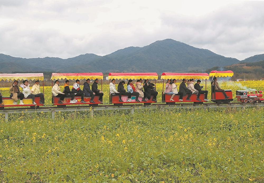 武夷山市五夫镇的油菜花进入盛花期