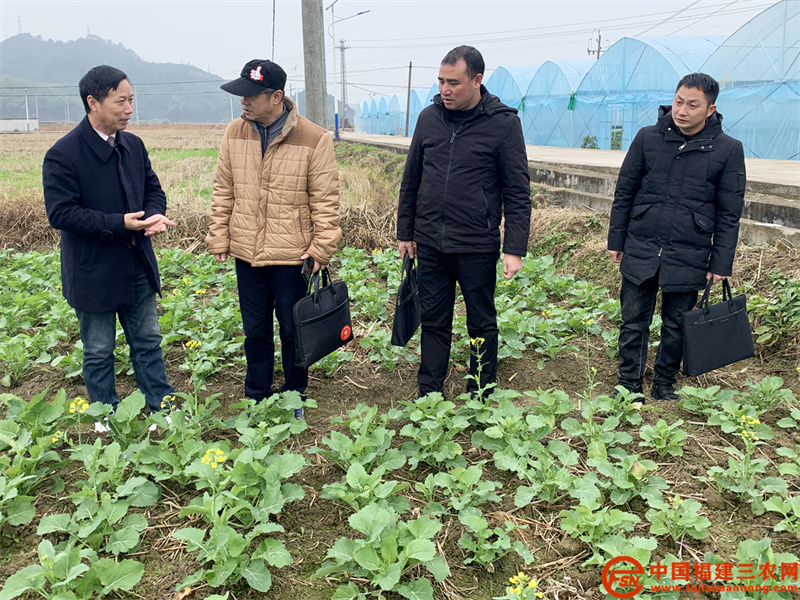 6、2021年12月30日，专家组到光泽县油溪村指导早熟油菜迎春一号追肥管理技术（蔡传忠 摄）.jpg