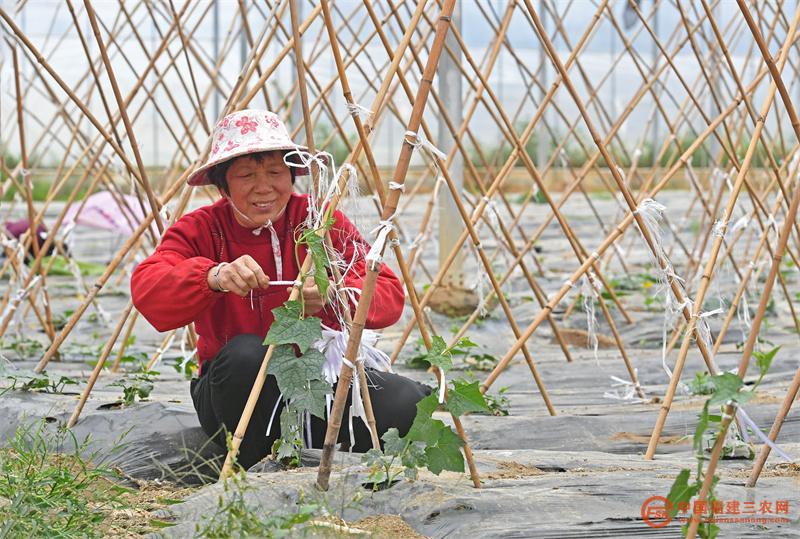 2月21日，在福建省泉州市泉港区界山镇海西农业基地黄瓜大棚里，农户正抢抓时节进行黄瓜牵藤作业。 (3).jpg