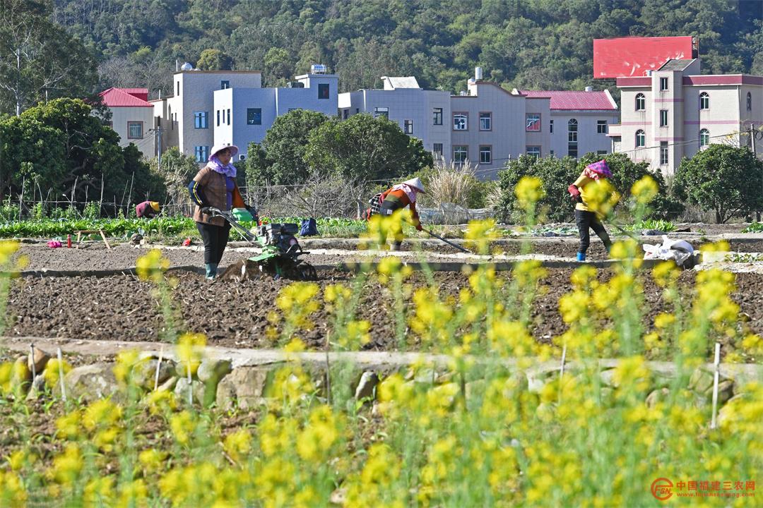 3月9日，在福建省泉州市泉港区涂岭镇五社村农户们在忙着耕翻土地，准备新一轮的耕种，田间地头一派忙碌的景象。3.jpg