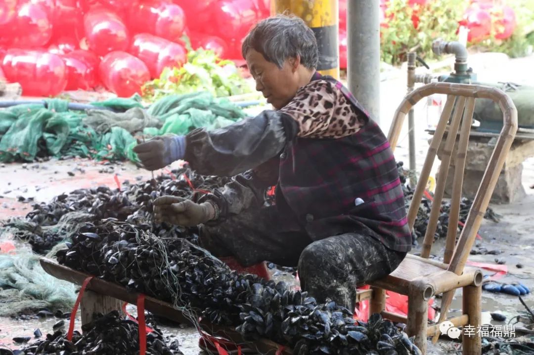 这个村，海美！民富！产业兴