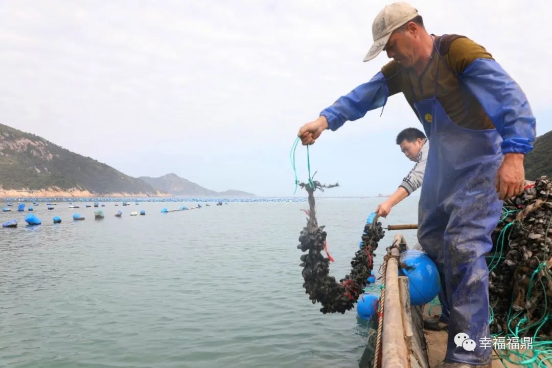 这个村，海美！民富！产业兴