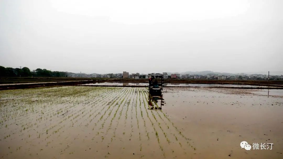 长汀：多措并举守住粮食安全生产底线