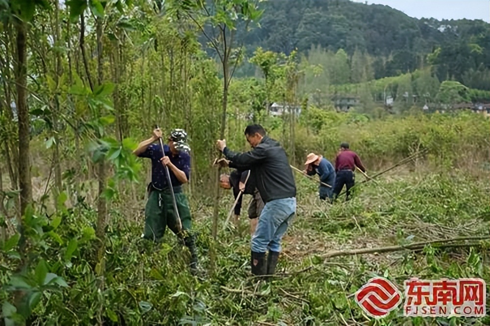 浦城县：推行“三个一”工作法 大力整治耕地“非农化”“非粮化”