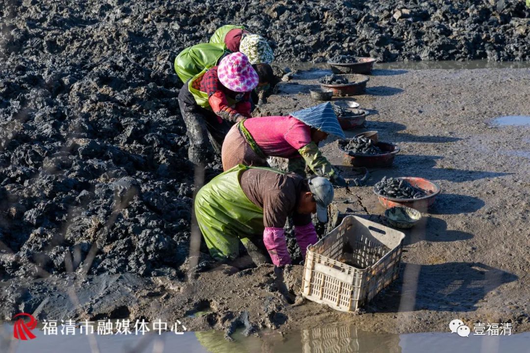 场面震撼！福清2000亩蛏埕迎来大丰收