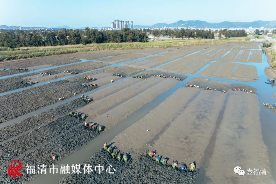 场面震撼！福清2000亩蛏埕迎来大丰收