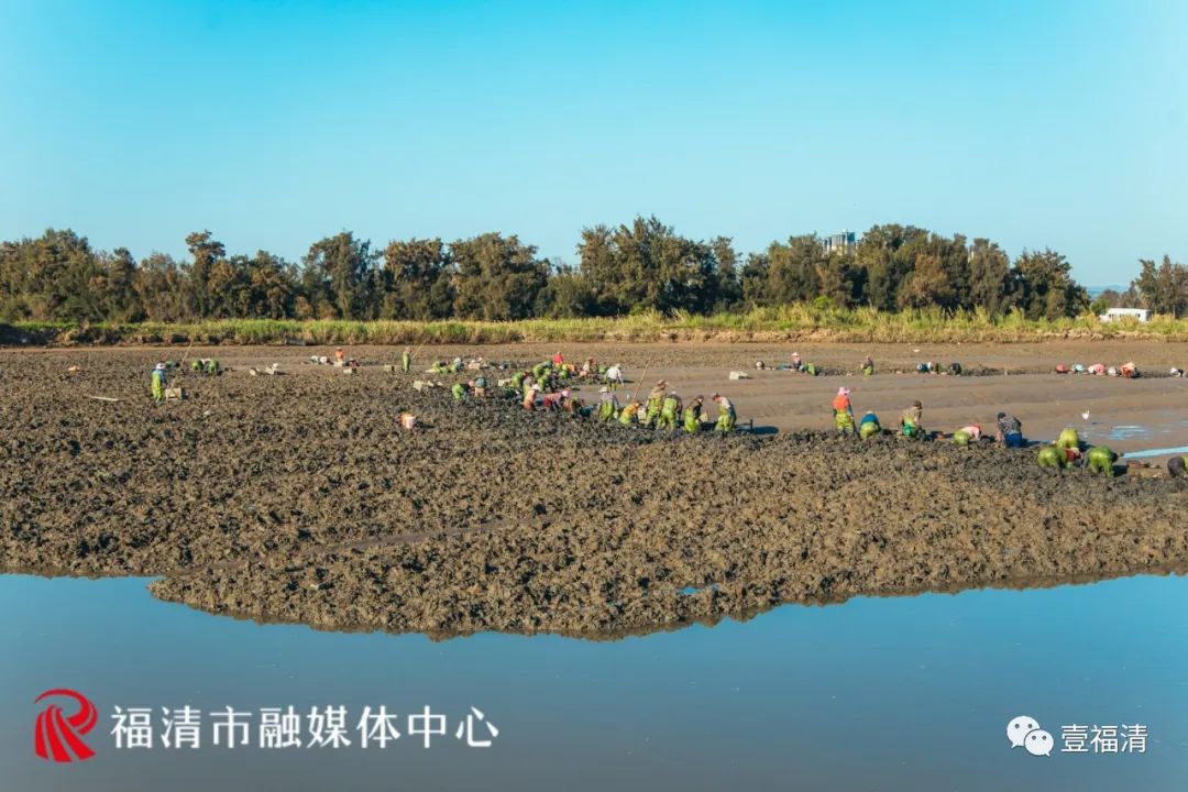 场面震撼！福清2000亩蛏埕迎来大丰收