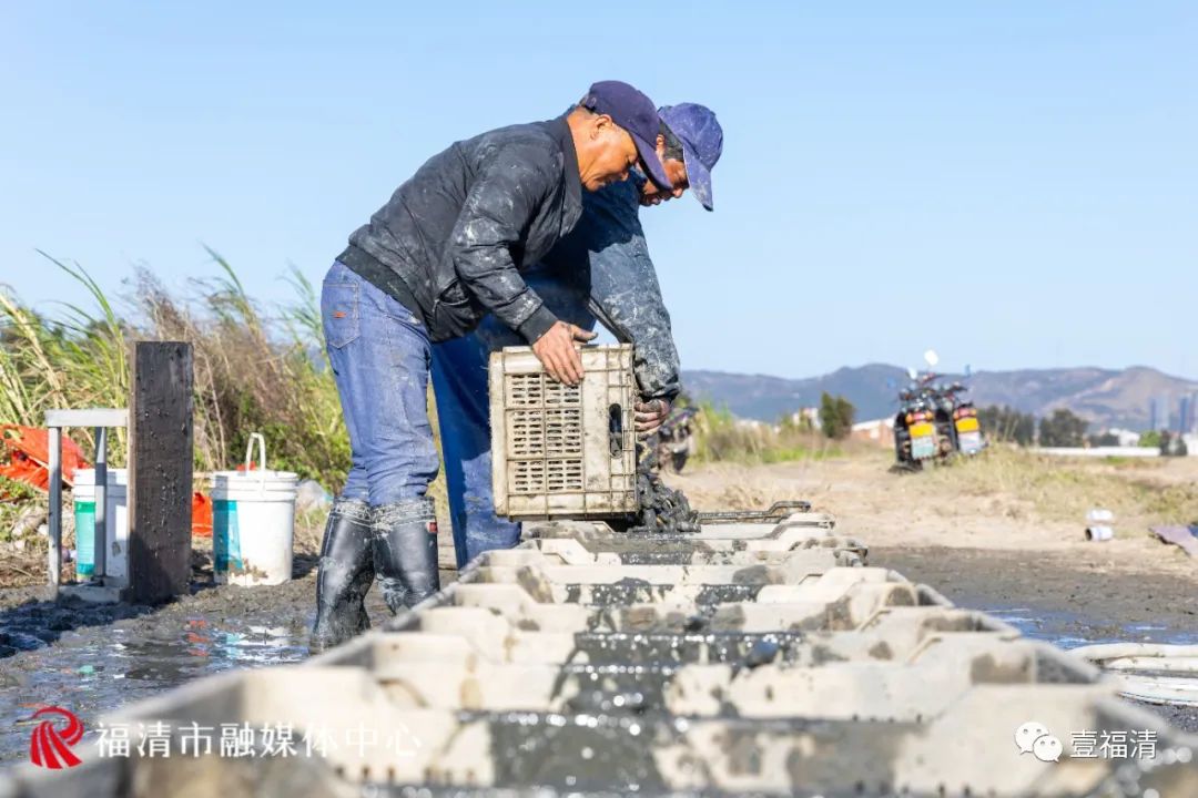 场面震撼！福清2000亩蛏埕迎来大丰收