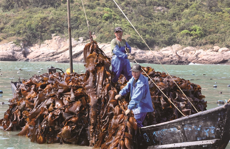 福鼎小白鹭村：海带喜获大丰收