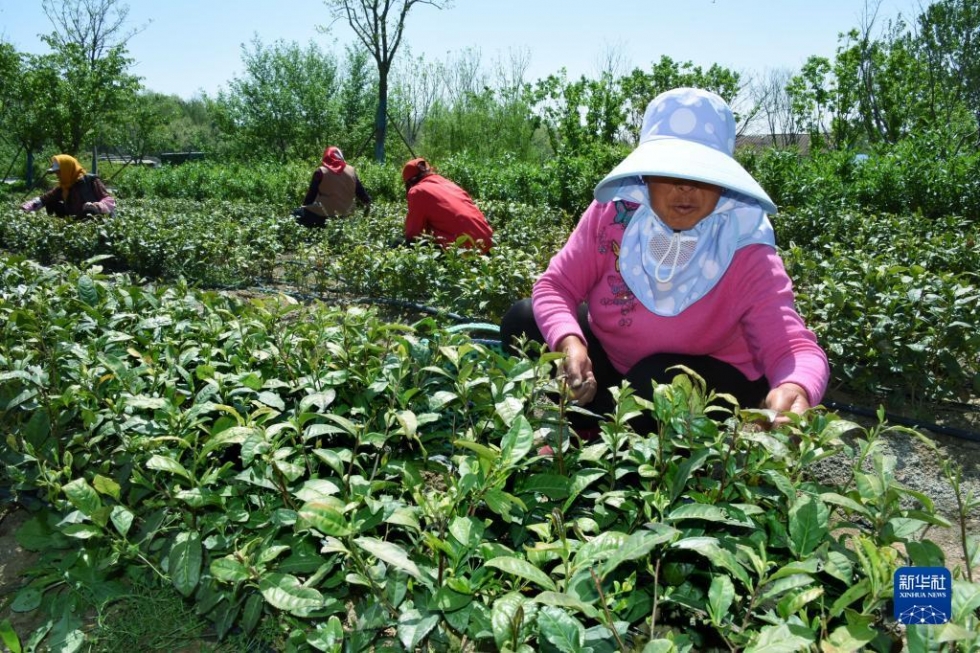 山东青岛：采摘春茶