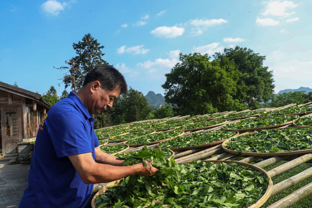 福建武夷山：不误农时采茶制茶