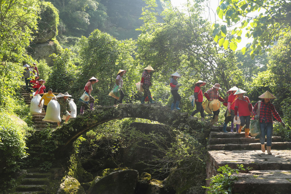 福建武夷山：不误农时采茶制茶