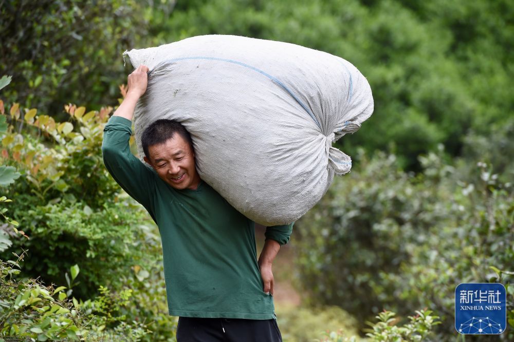 福建武夷山：高山茶农生态致富