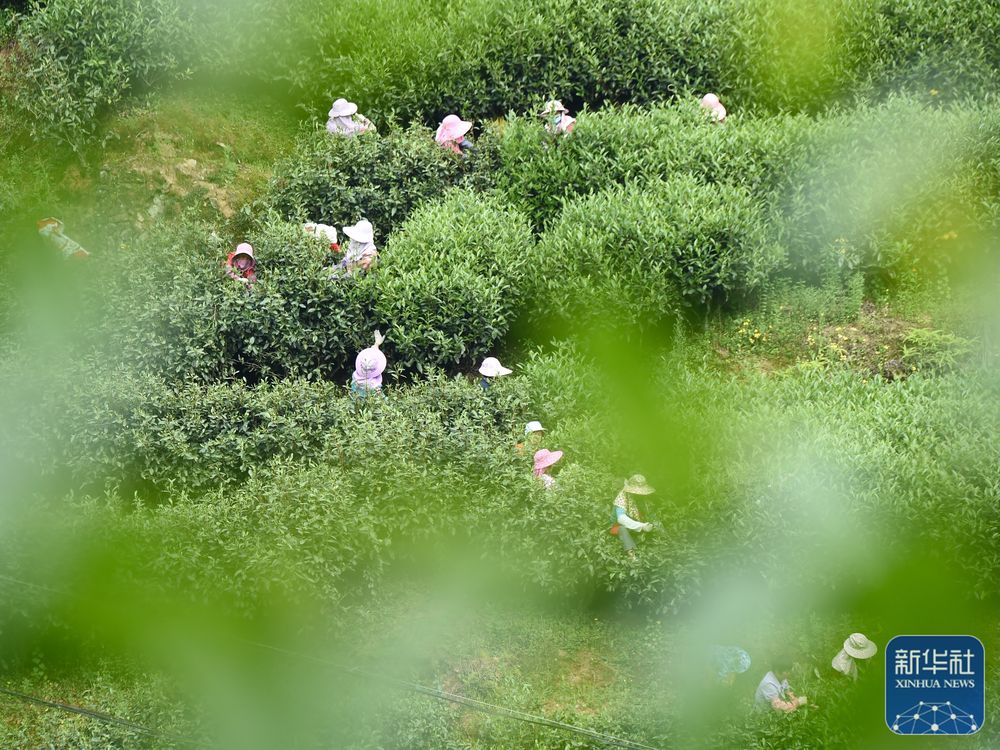 福建武夷山：高山茶农生态致富