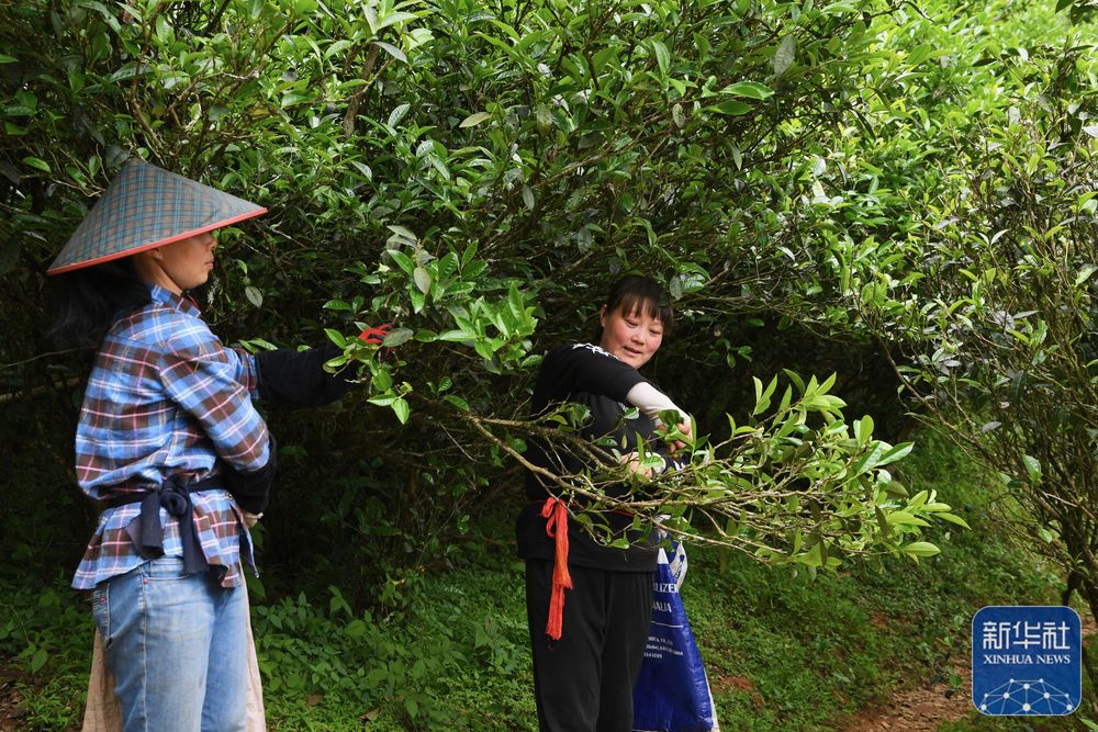 福建武夷山：高山茶农生态致富