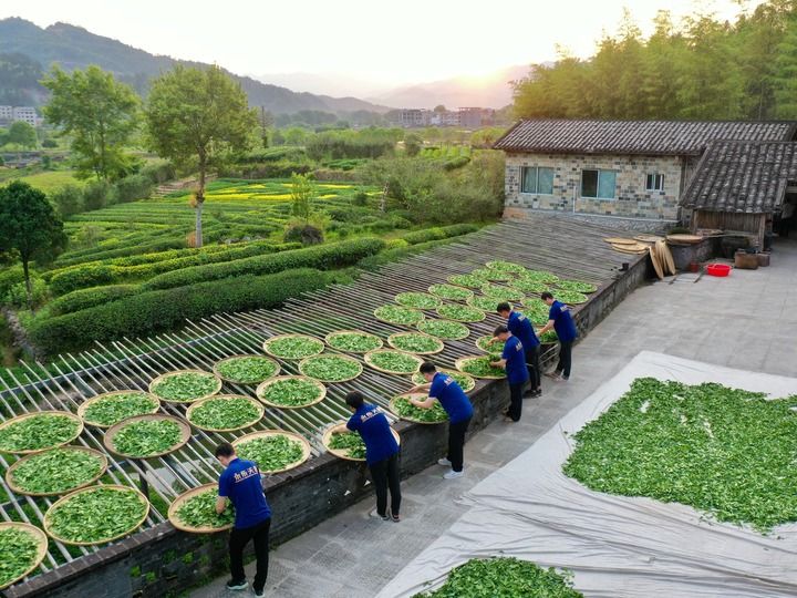 武夷山繁忙制茶季