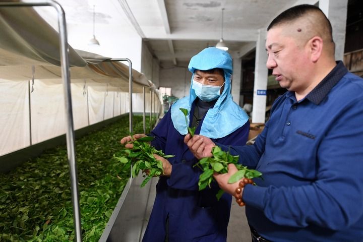 武夷山繁忙制茶季