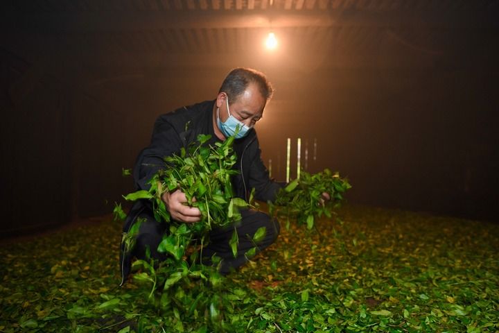 武夷山繁忙制茶季