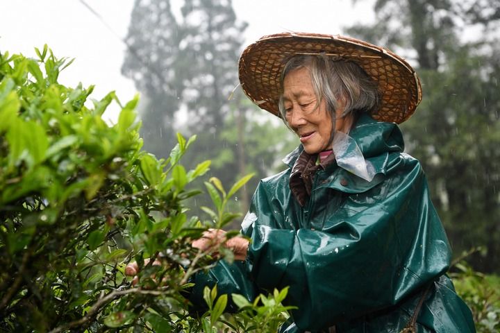 武夷山繁忙制茶季