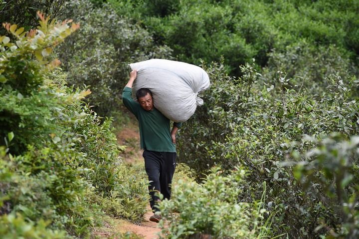 武夷山上采茶工