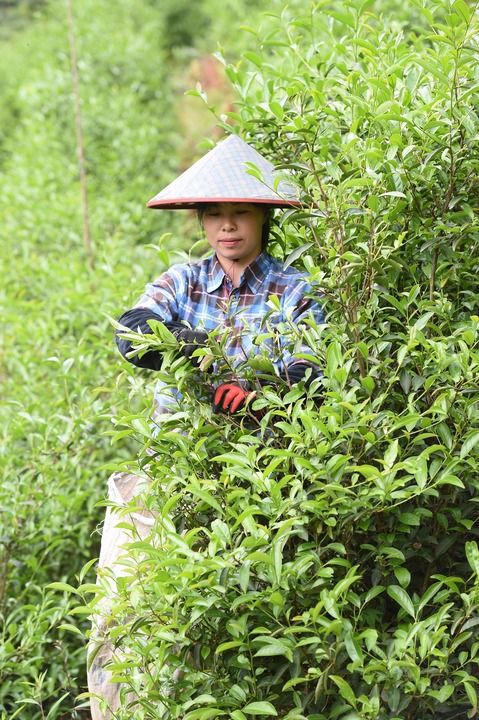 武夷山上采茶工