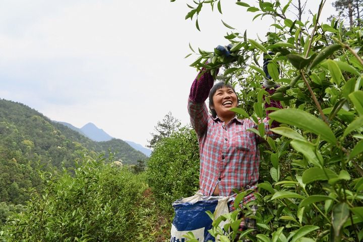 武夷山上采茶工