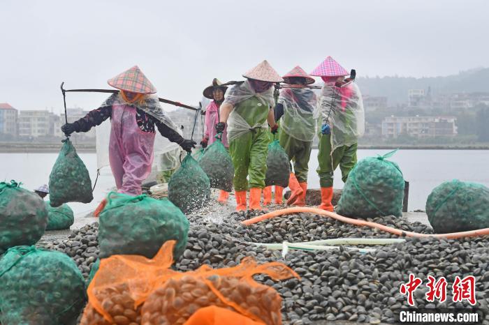 福建泉港：做活“海”文章 助力乡村振兴